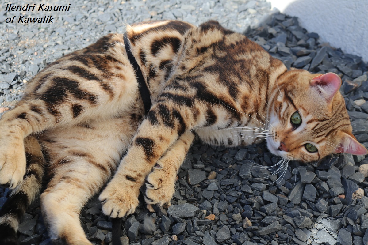 marble bengal